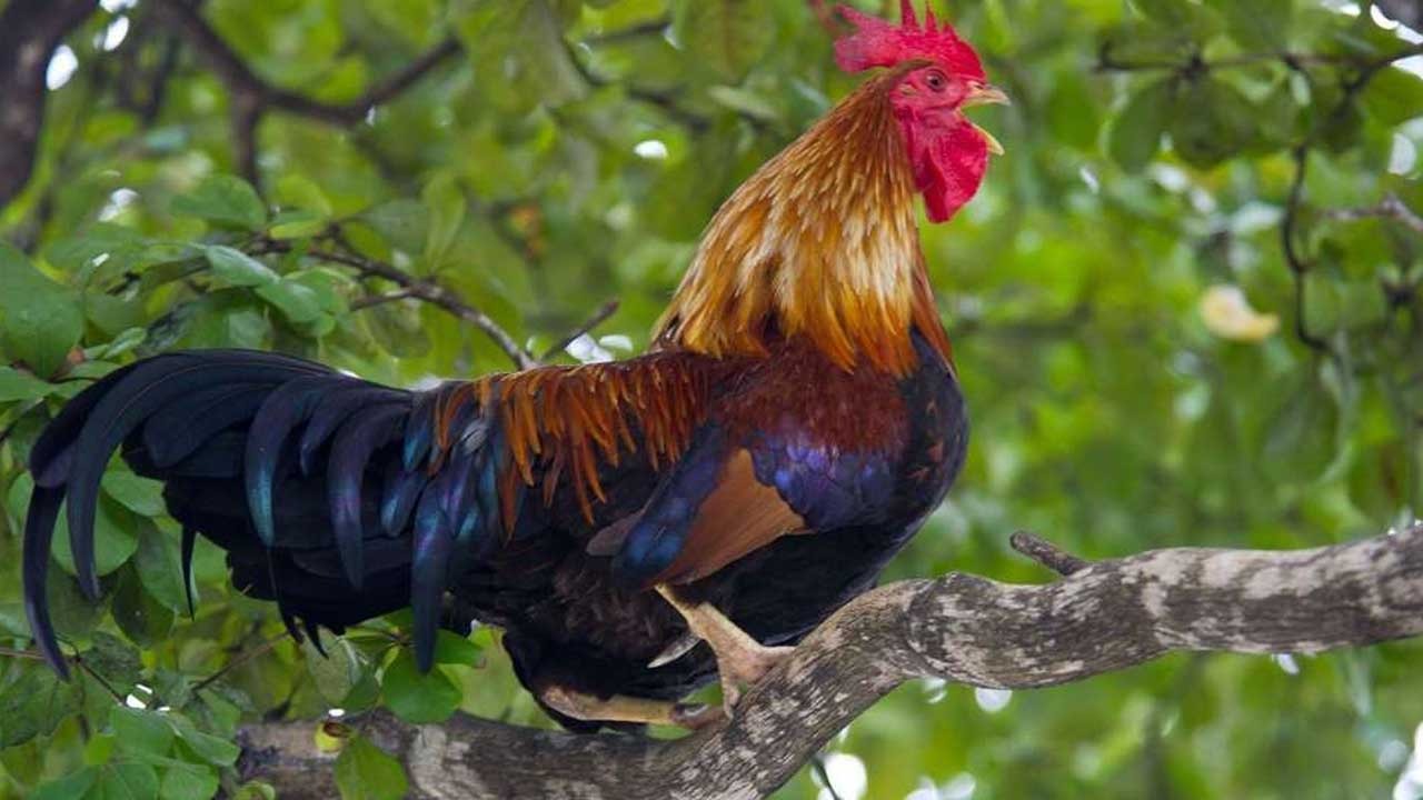 Le procès du Coq Maurice