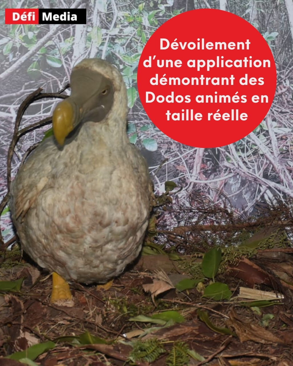 Dodo