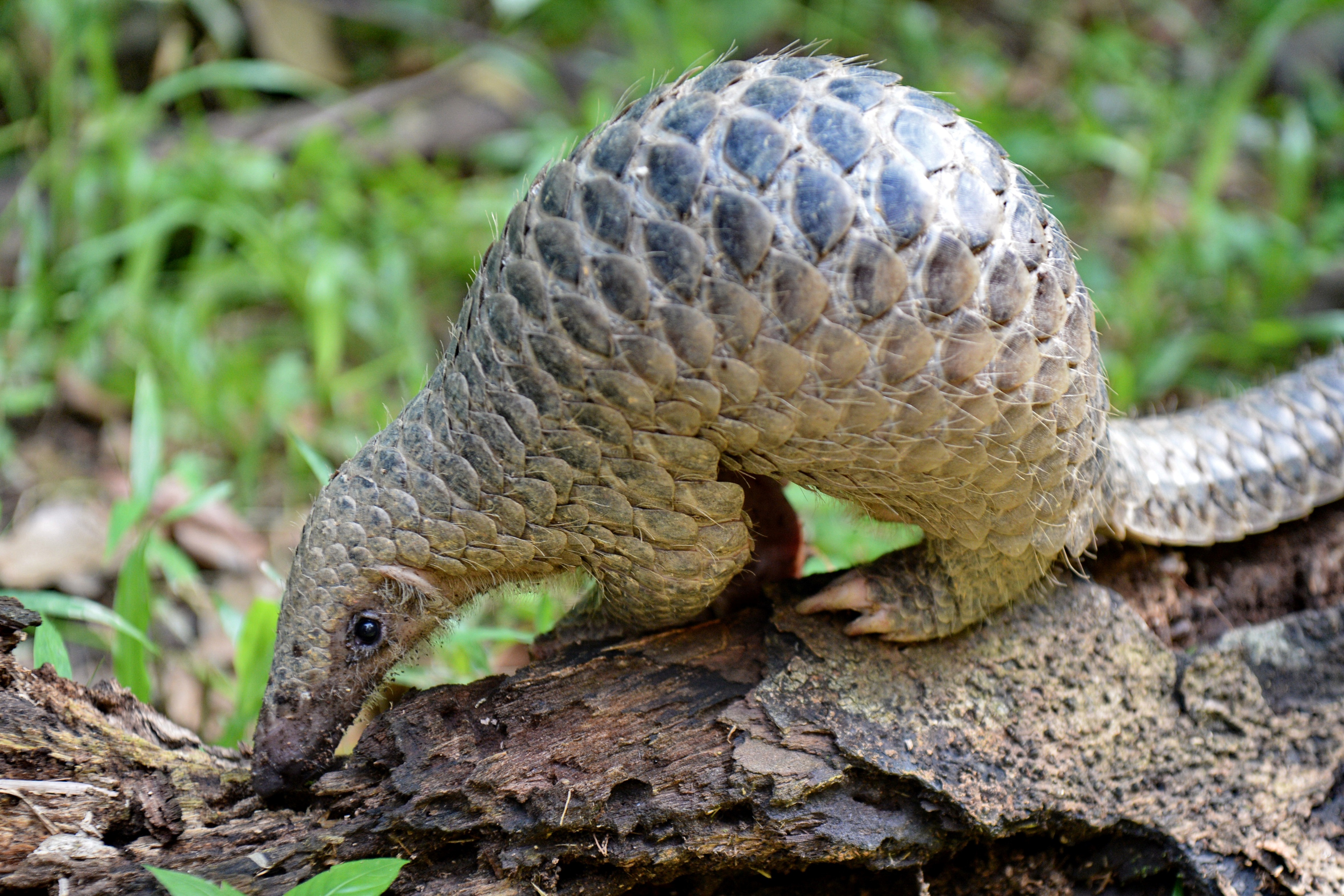 Pangolin