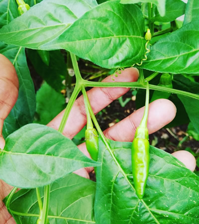 Planter ses propres légumes a permis à Katty de mieux aborder ce nouveau confinement.